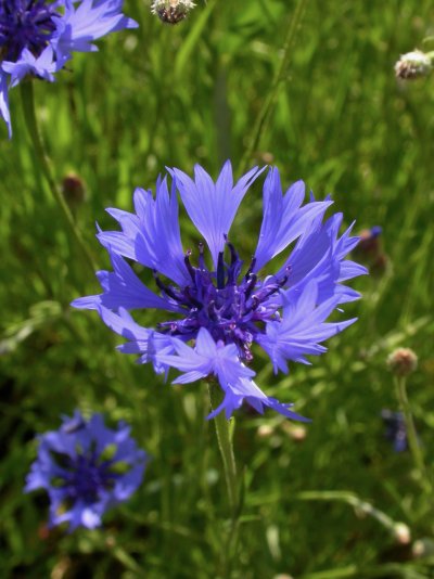 Centaurea cyanus