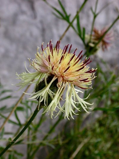 Centaurea dichroantha