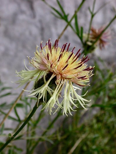 Centaurea dichroantha
