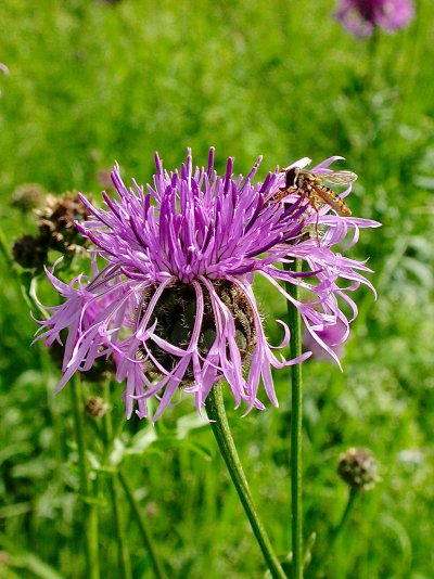 Centaurea scabiosa