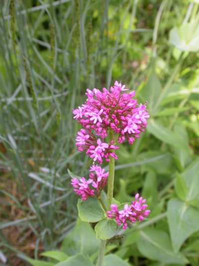 Centranthus ruber