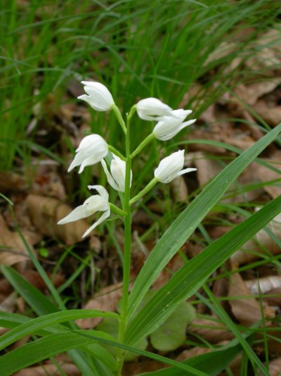 Cephalanthera longifolia