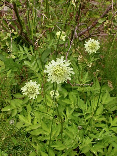 Cephalaria alpina
