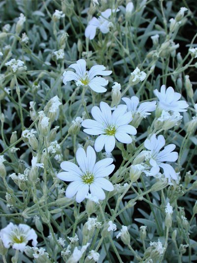 Cerastium biebersteinii