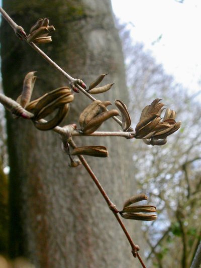 Cercidiphyllum japonicum	