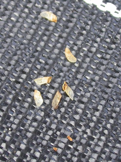 Cercidiphyllum japonicum