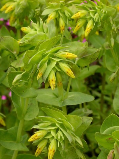 Cerinthe alpina