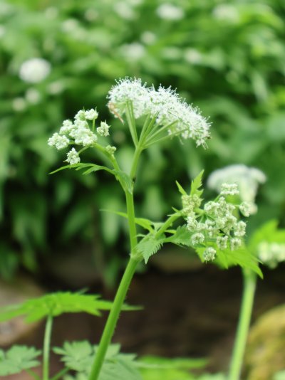 Chaerophyllum hirsutum