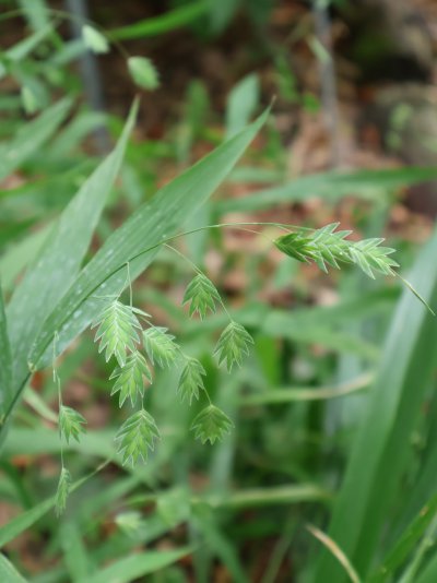 Chasmanthium latifolium