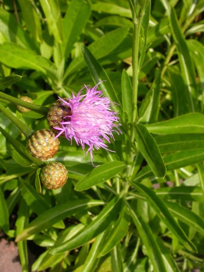 Cheirolophus burchardii
