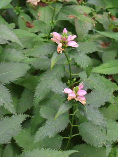 Chelone obliqua