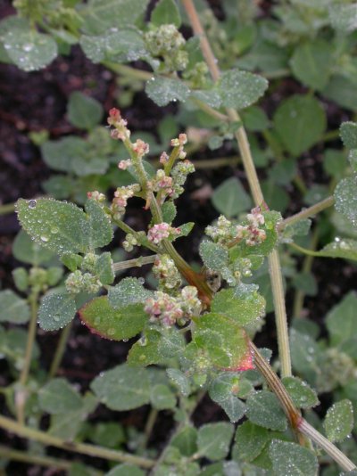 Chenopodium vulvaria