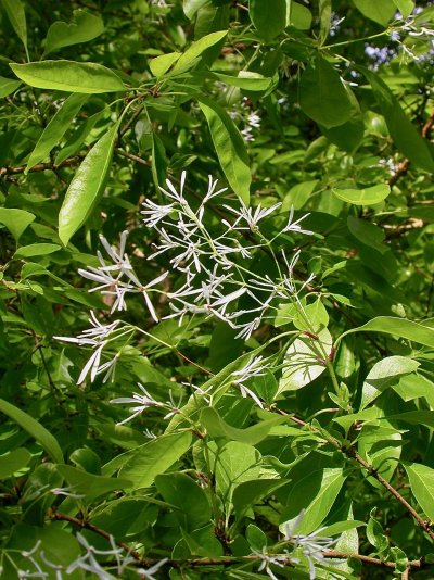 Chionanthus retusus