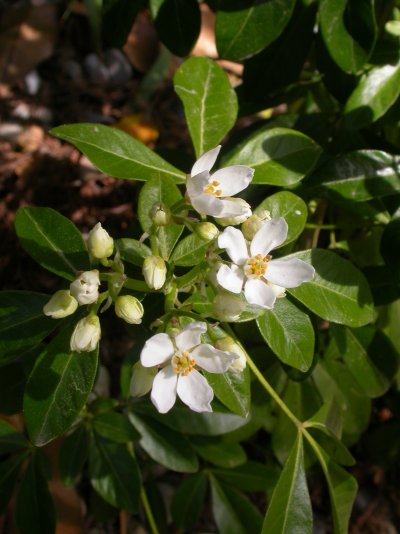 Chamaecytisus purpureus