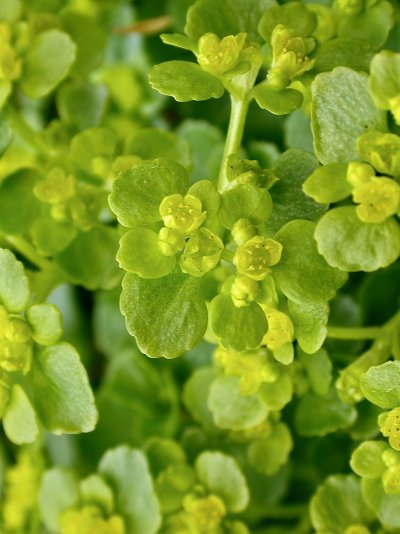 Chrysosplenium oppositifolium