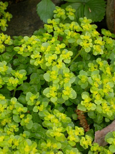 Chrysosplenium oppositifolium