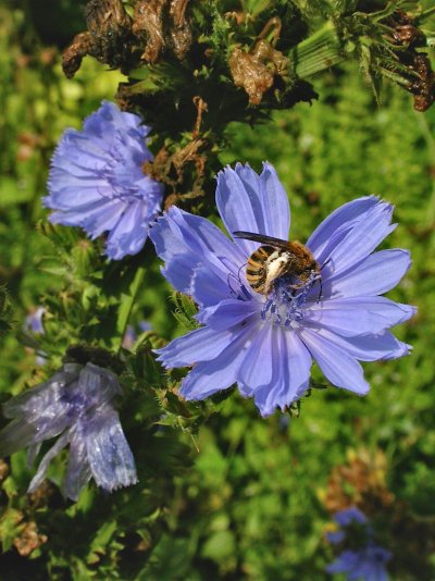 Cichorium intybus var. intybus	