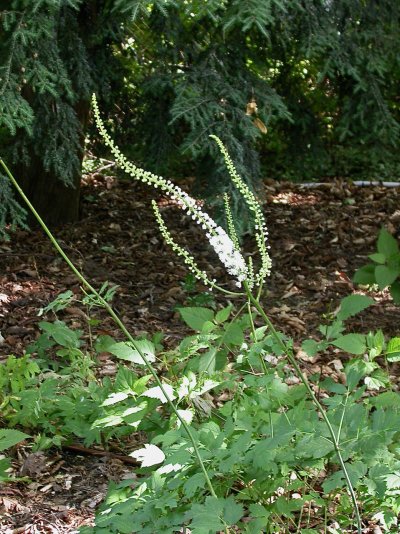 Cimicifuga cordifolia
