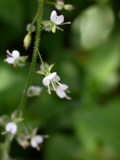Circaea lutetiana Circaea lutetiana