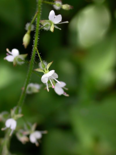 Circaea lutetiana