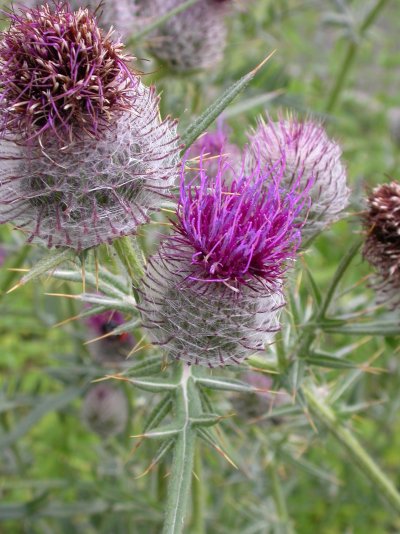 Cirsium eriophorum