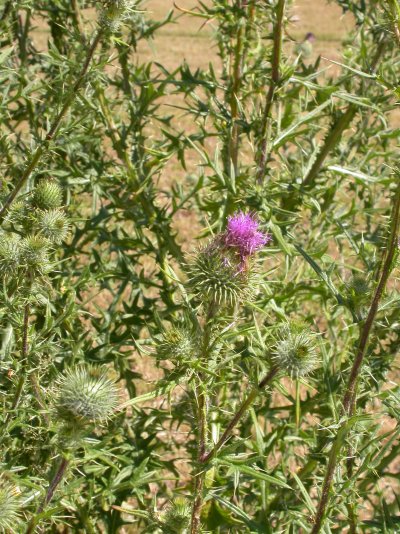 Cirsium vulgare