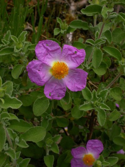 Cistus creticus