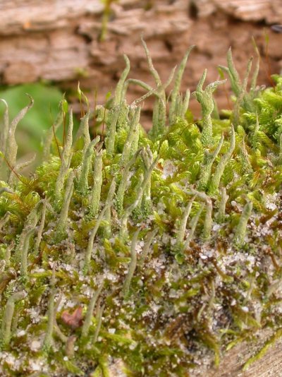 Cladonia coniocraea