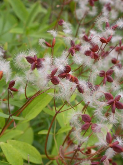 Clematis recta