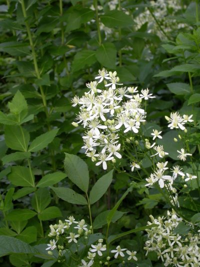 Clematis terniflora