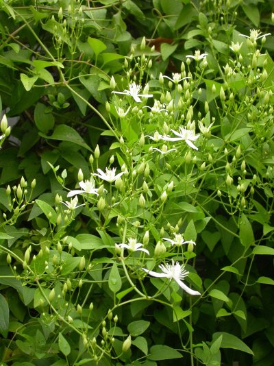 Clematis terniflora