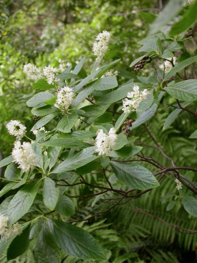 Clethra alnifolia