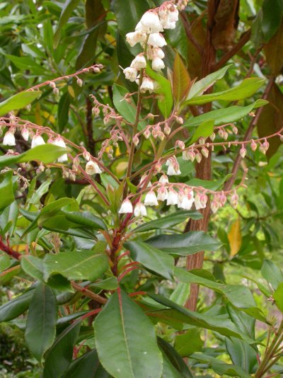 Clethra arborea