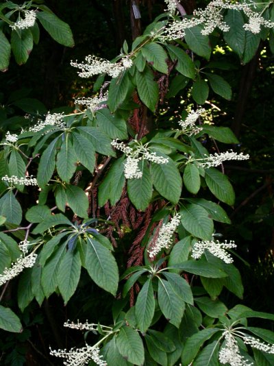 Clethra barbinervis	