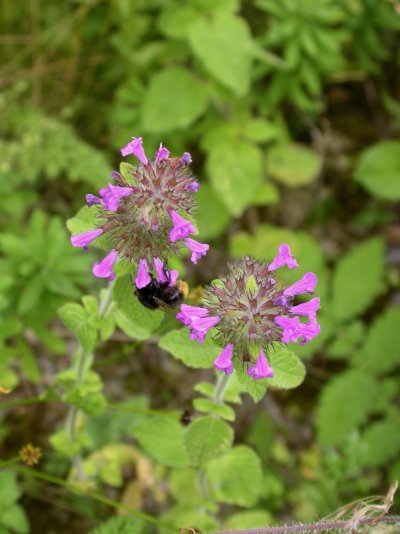 Clinopodium vulgare