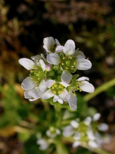 Cochlearia pyrenaica