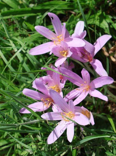 Colchicum autumnale