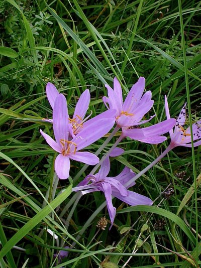 Colchicum autumnale