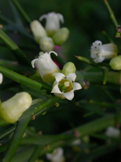 Colletia paradoxa Colletia paradoxa