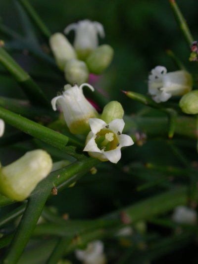 Colletia paradoxa