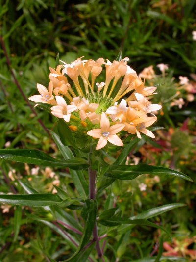 Collomia grandiflora