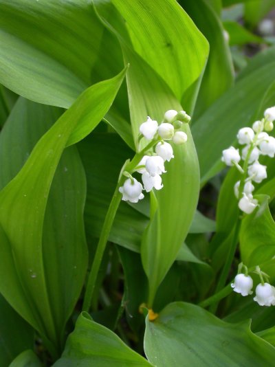 Convallaria majalis var. transcaucasica