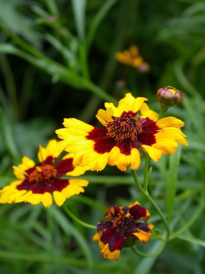 Coreopsis tinctoria