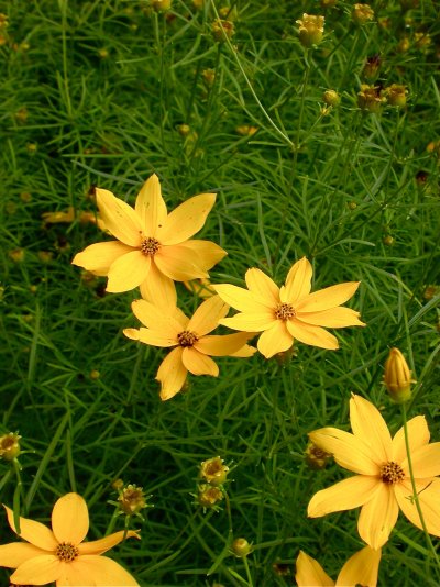 Coreopsis verticillata