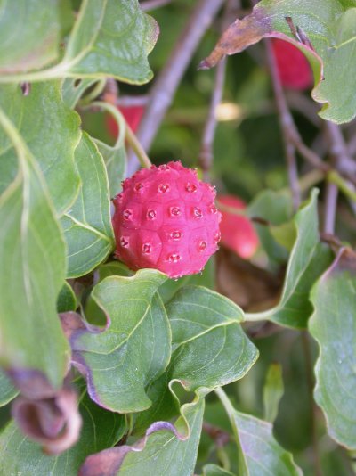 Cornus kousa