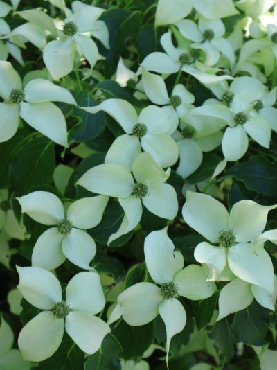 Cornus kousa
