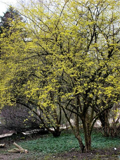 Cornus mas