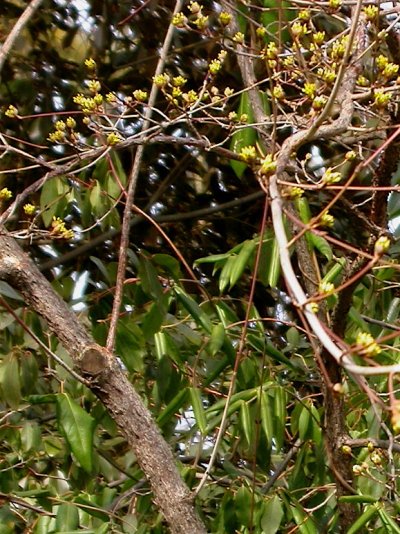 Cornus officinalis