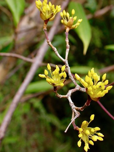 Cornus officinalis