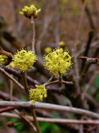 Cornus officinalis